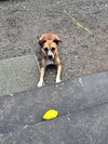 Guppy - Photo 1