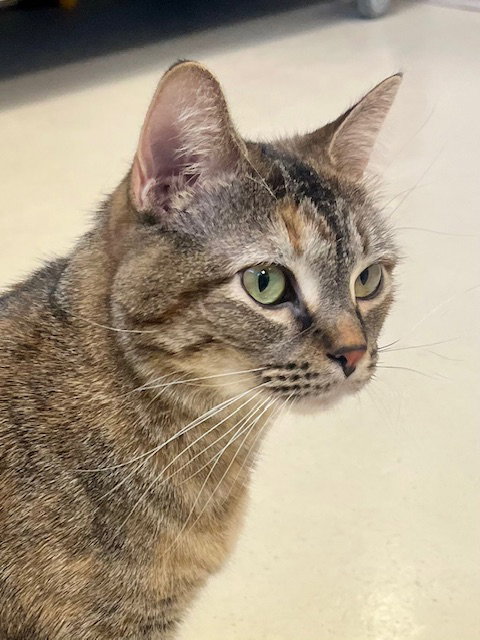 picture of the cat needing adoption