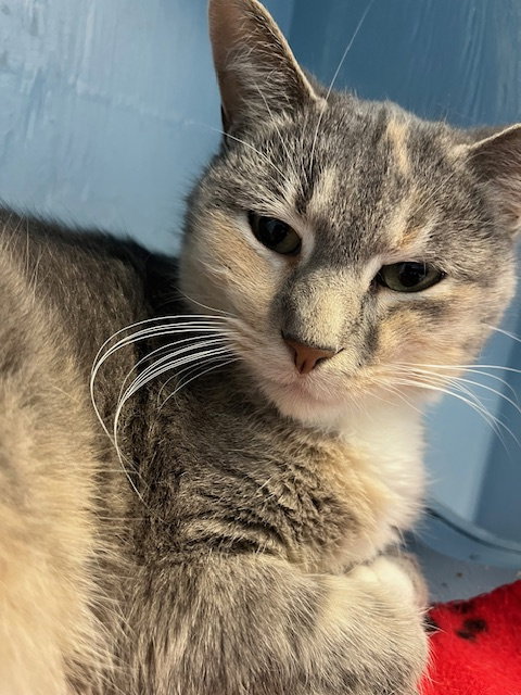 picture of the cat needing adoption