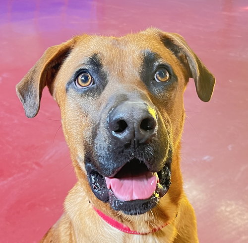 picture of the dog needing adoption