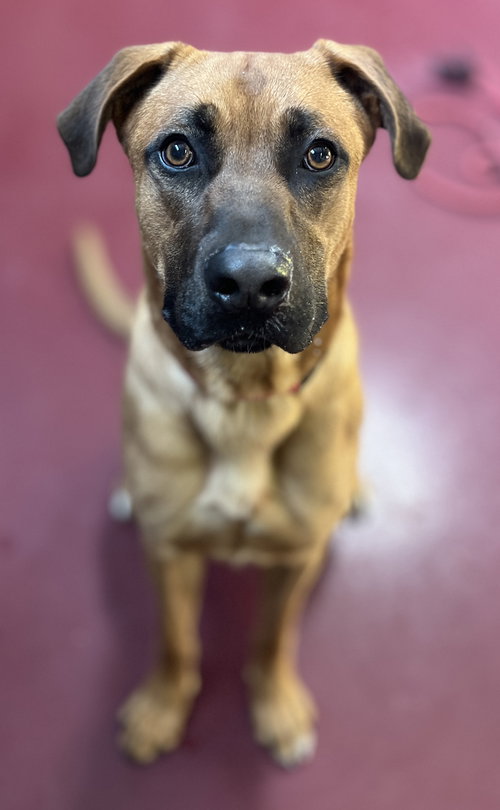 PUGSLEY - Boxer / German Shepherd Dog available for adoption