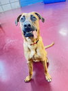 Pugsley - Photo 4