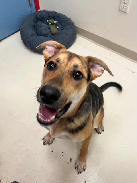 picture of the dog needing adoption