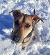 Rambo - Photo 3