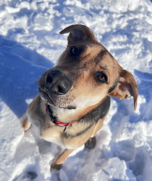 RAMBO - German Shepherd Dog available for adoption