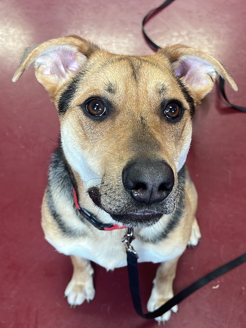 RAMBO - German Shepherd Dog available for adoption