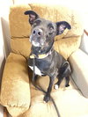 Abby - Photo 4