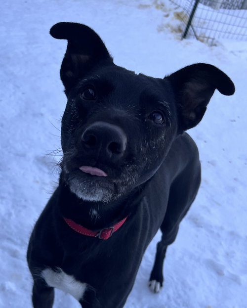ABBY - Whippet available for adoption
