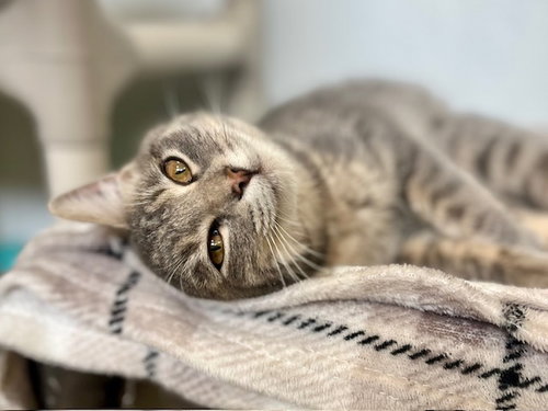 picture of the cat needing adoption