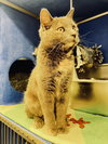 Snickerdoodle - Photo 4