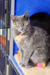 Snickerdoodle - Photo 2