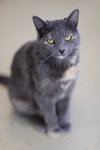 Snickerdoodle - Photo 1