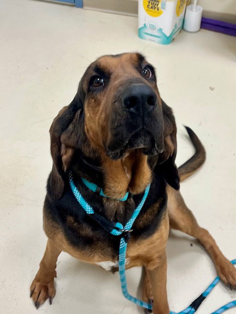 picture of the dog needing adoption