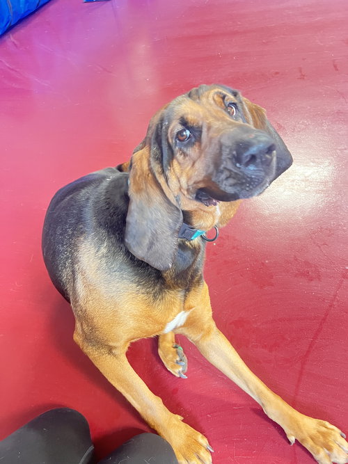 picture of the dog needing adoption