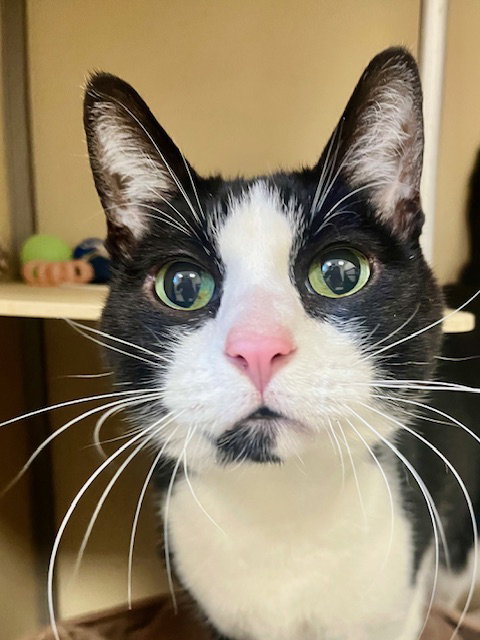 picture of the cat needing adoption