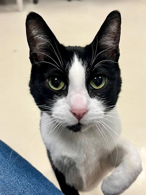 picture of the cat needing adoption