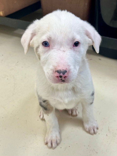 picture of the dog needing adoption