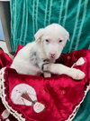 Kringle - Photo 4