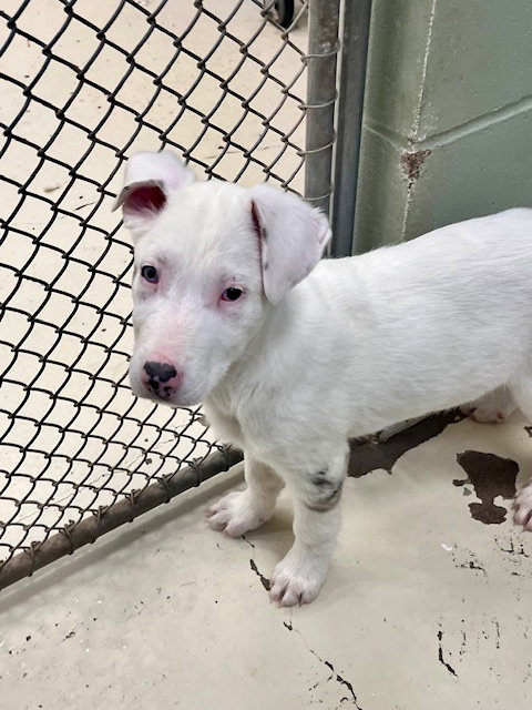 KRINGLE - Shepherd / Australian Cattle Dog/Blue Heeler available for adoption