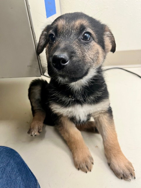 picture of the dog needing adoption
