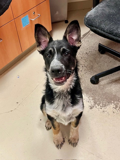 BURL - Shepherd / Australian Cattle Dog/Blue Heeler available for adoption