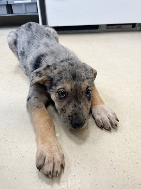 picture of the dog needing adoption