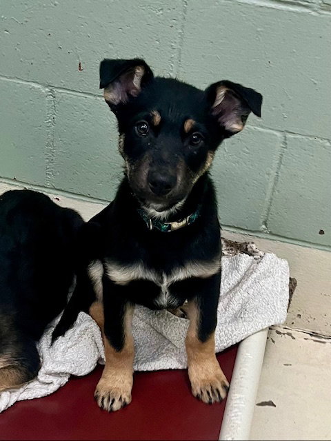 CIDER - Shepherd / Australian Cattle Dog/Blue Heeler available for adoption