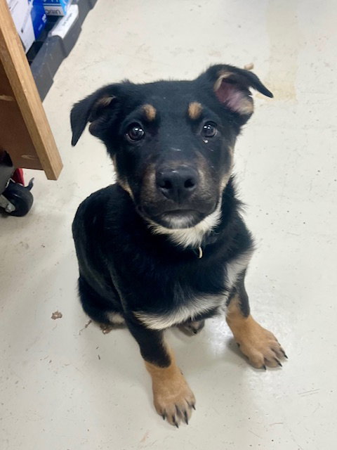 CIDER - Shepherd / Australian Cattle Dog/Blue Heeler available for adoption
