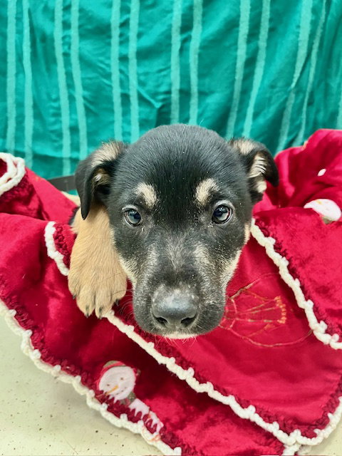 picture of the dog needing adoption