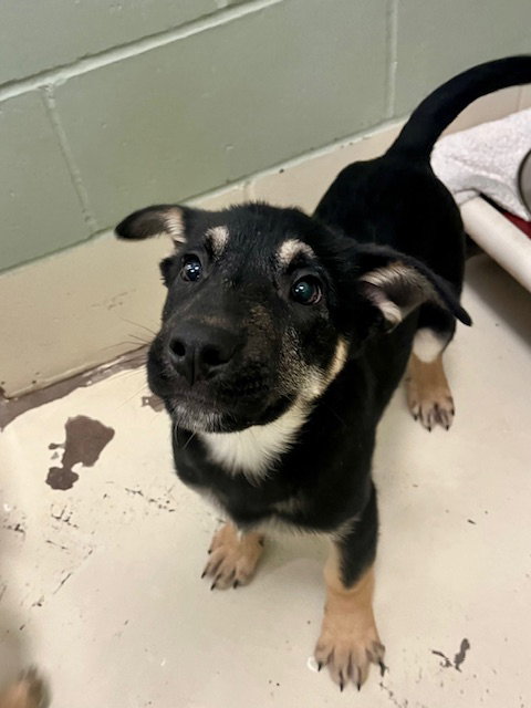 HUMBUG - Shepherd / Australian Cattle Dog/Blue Heeler available for adoption
