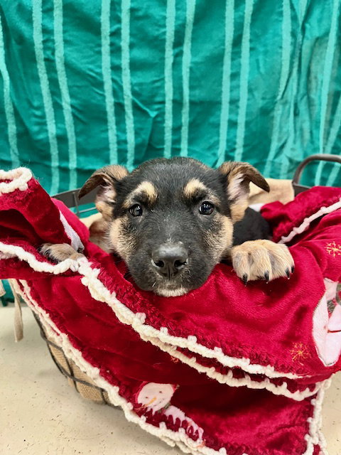 picture of the dog needing adoption