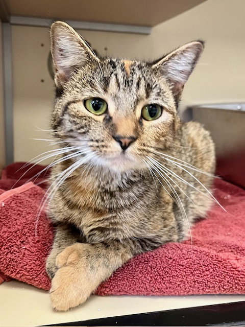 picture of the cat needing adoption
