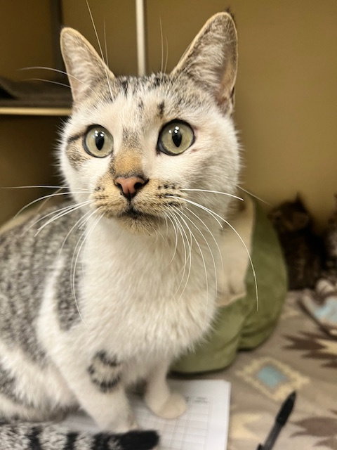 picture of the cat needing adoption