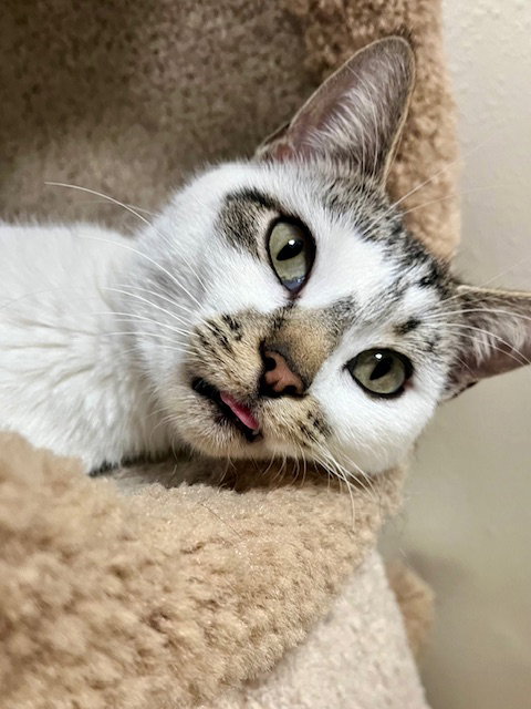 picture of the cat needing adoption