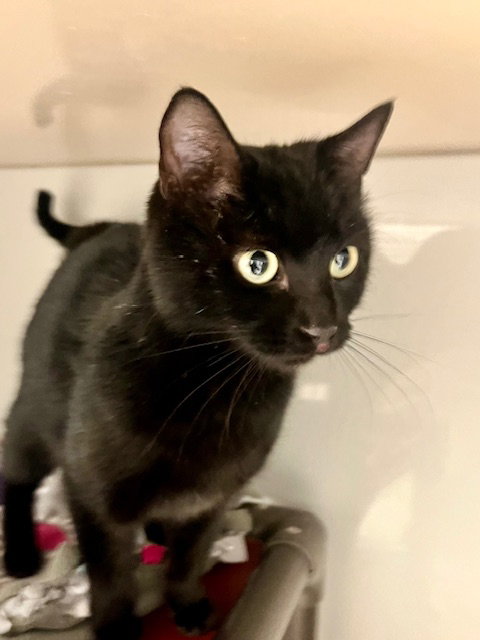picture of the cat needing adoption