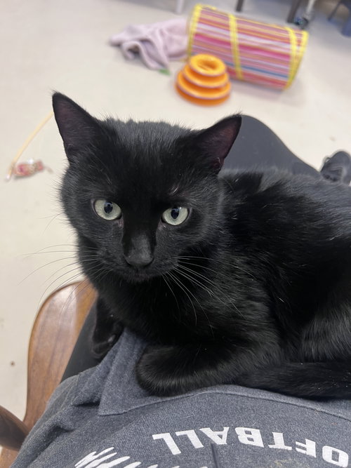 PEPPERMINT - Domestic Short Hair available for adoption