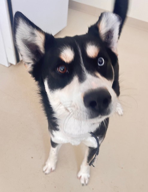 picture of the dog needing adoption
