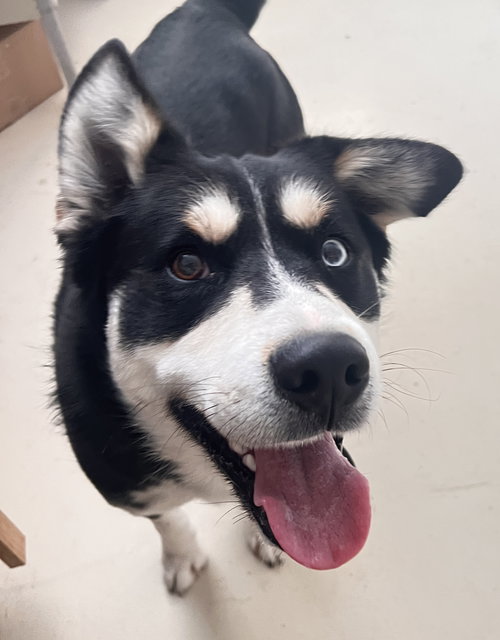TUNDRA - Husky available for adoption