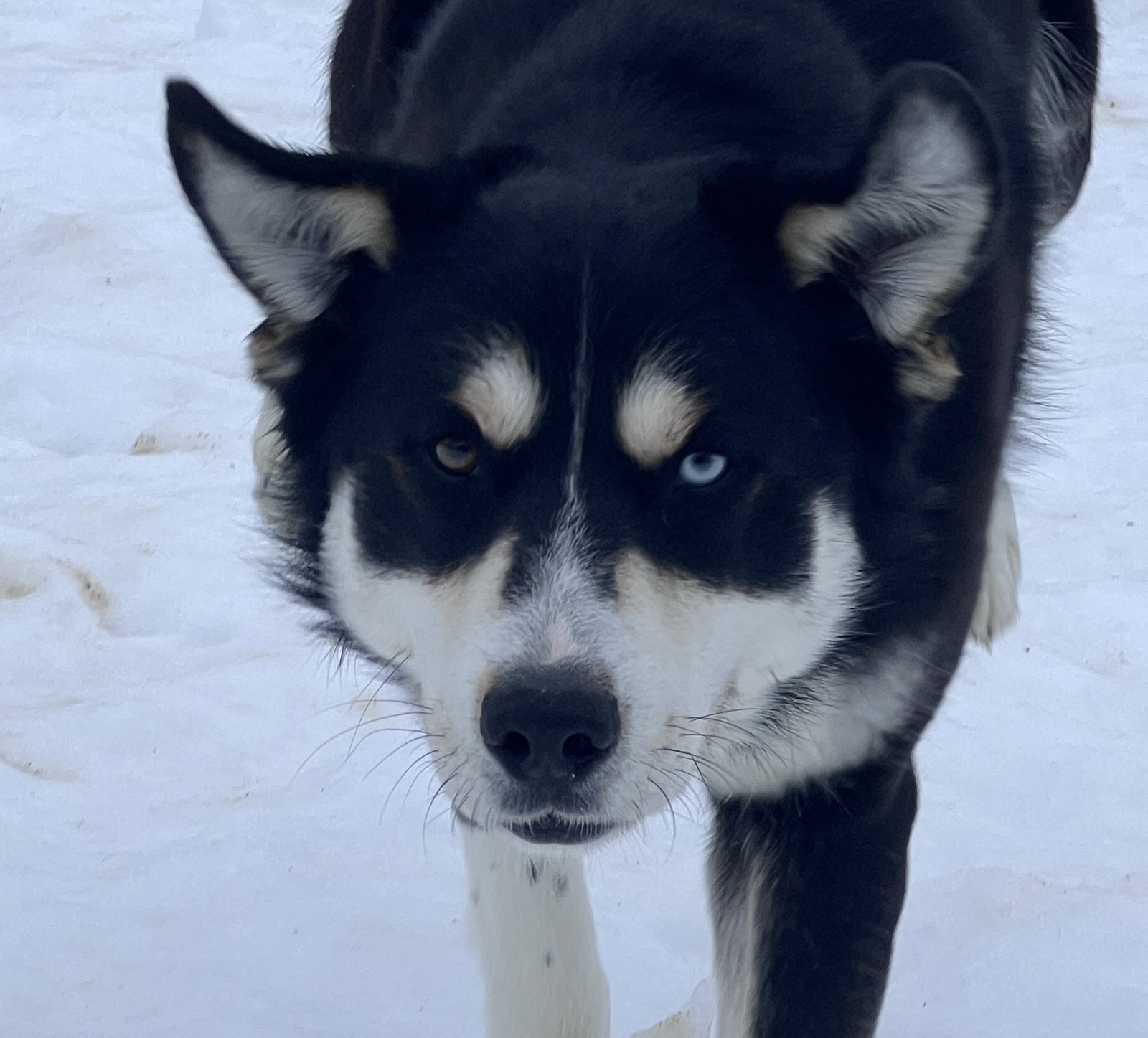 Tundra