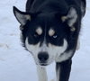 Tundra - Photo 1