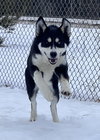 Tundra - Photo 3