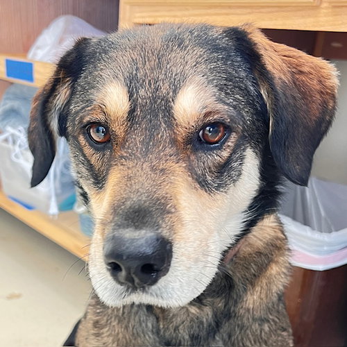 picture of the dog needing adoption