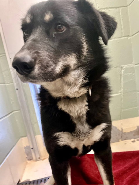 STORM - Husky available for adoption