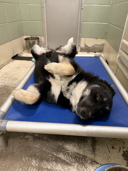 STORM - Husky available for adoption
