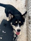Timber - Photo 3