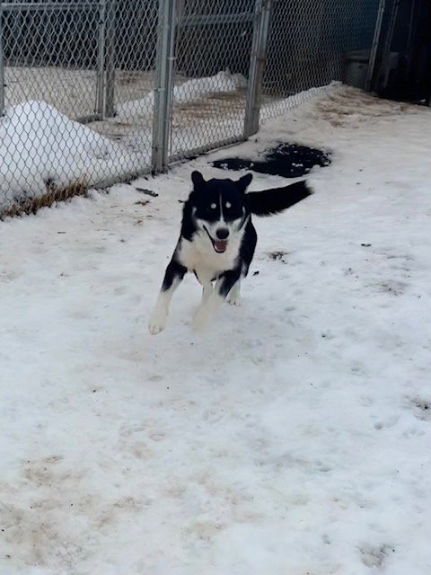 Timber
