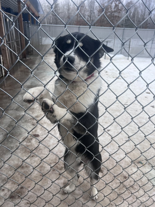 TIMBER - Husky / Border Collie available for adoption