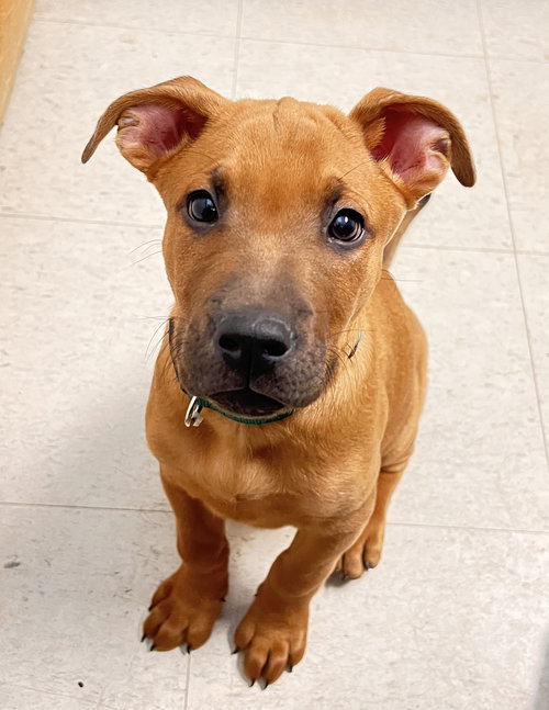 picture of the dog needing adoption