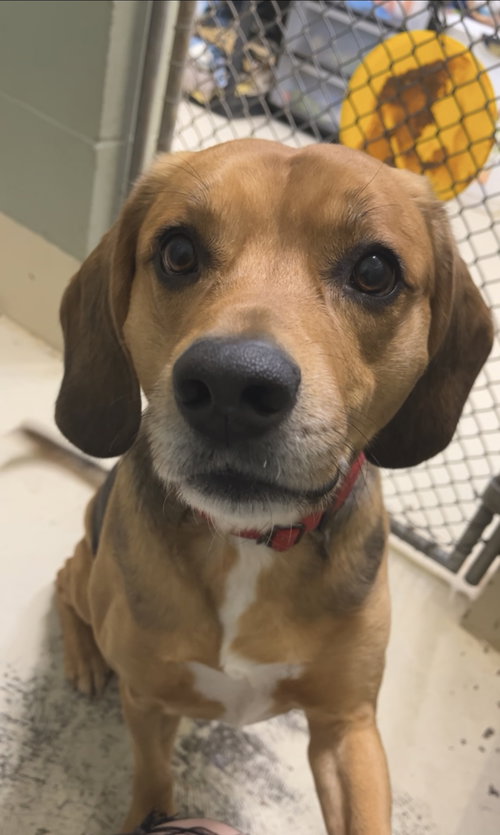 YELLER - Beagle available for adoption