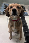 Yeller - Photo 3